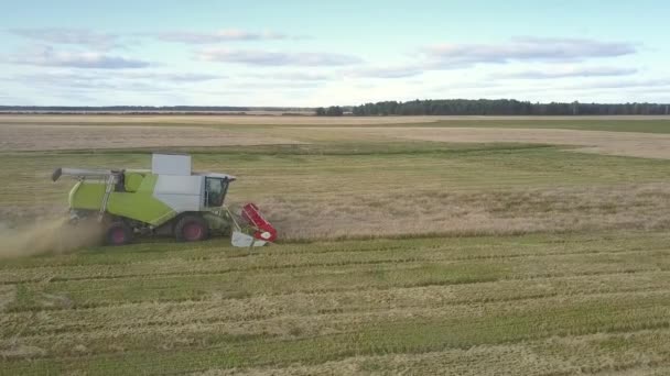 Flycam moves close to combine gathering wheat leaving straw — Stock Video