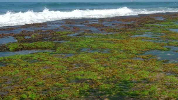 Olas de espuma del océano rodar sobre algas verdes y marrones — Vídeos de Stock