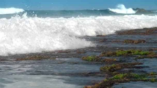 Starke Meereswellen spülen braune Felsen mit grünem Seetang — Stockvideo