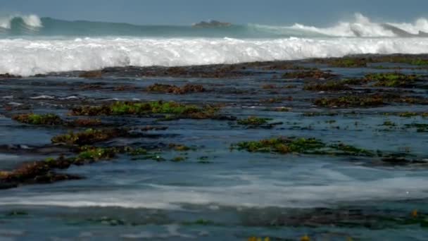 Olas oceánicas lavan algas verdes y rocas marrones en el horizonte — Vídeos de Stock