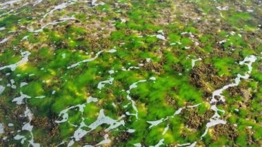 köpük ile şeffaf okyanus suyu altında yeşil deniz yosunu