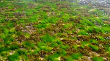 şeffaf okyanus suyu altında deniz yosunu ve mercan resifleri