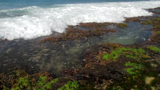 Foaming ocean waves roll on green and brown seaweed — Stock Video