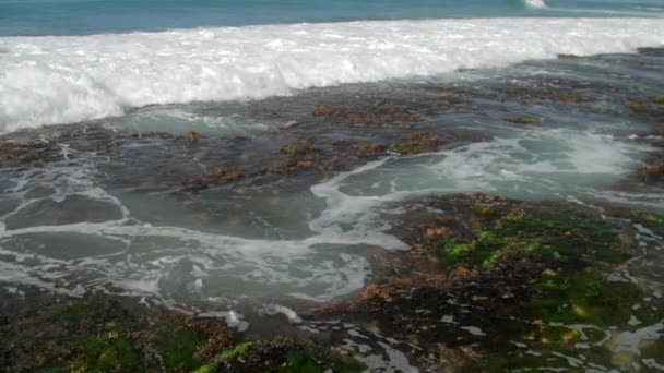 Vagues blanches de l'océan lavent les algues vertes et les récifs coralliens bruns — Video