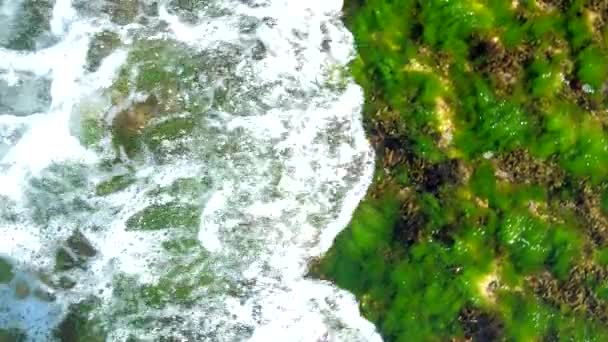 Schäumende Wellen rollen auf transparentem Wasser mit grünem Seetang — Stockvideo