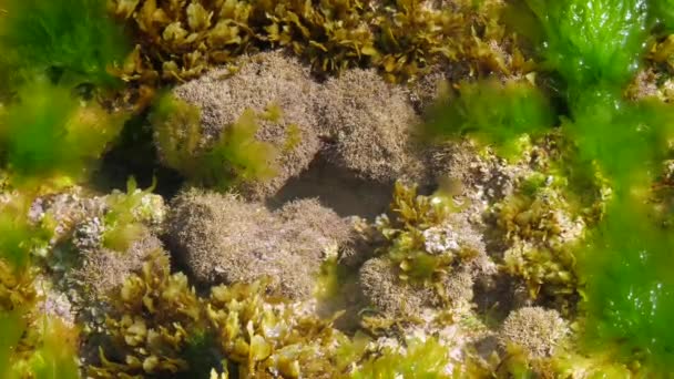 海水に囲まれた緑の海藻に囲まれた灰色のサンゴ礁 — ストック動画