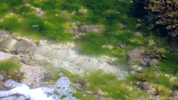 Kleine vis zwemt bij zeewier en koraalriffen Slow Motion — Stockvideo