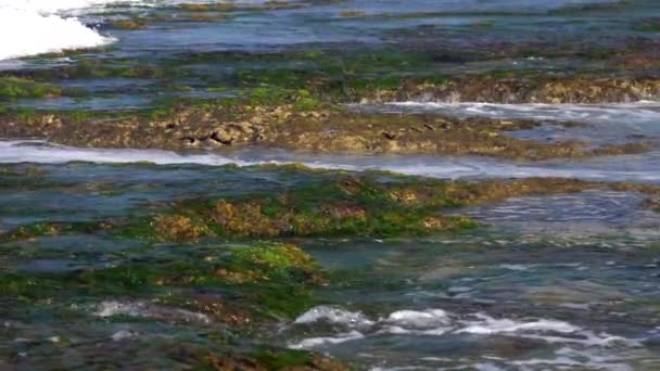 Fortes vagues océaniques lavent les algues vertes et les récifs coralliens bruns — Video