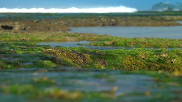 Grüne Algen ohne Wasser gegen verschwommene schäumende Wellen — Stockvideo