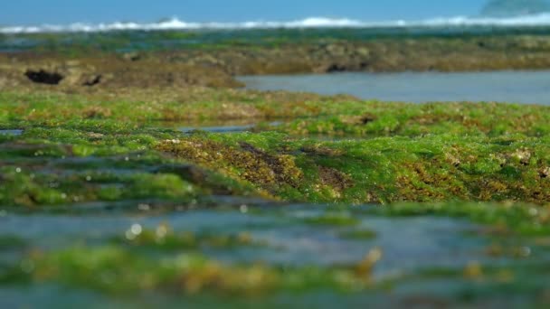 緑の海藻と茶色のサンゴ礁の上を海水が流れる — ストック動画