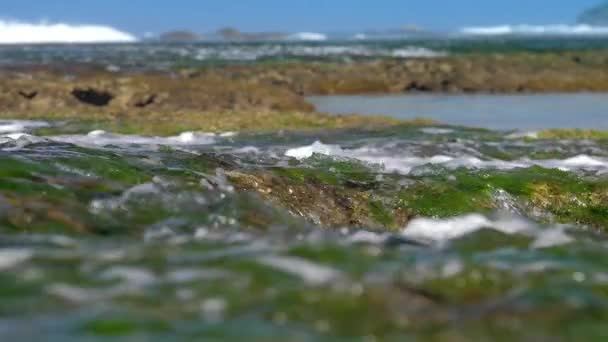 Oceaniska vatten strömmar över bruna klippor med grön tång — Stockvideo