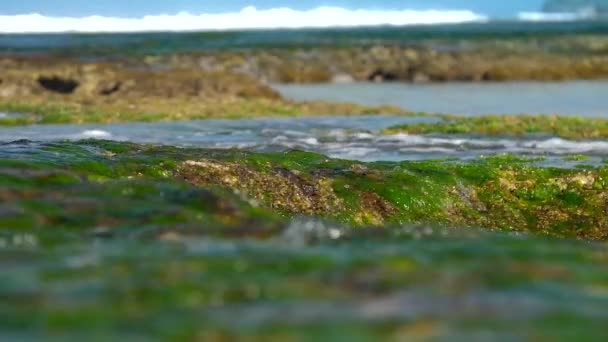 El agua transparente del océano fluye sobre algas verdes lentamente — Vídeo de stock