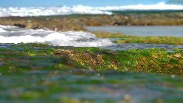Okyanus dalgaları kahverengi kayalar yavaş hareket yeşil deniz yosunu yıkama — Stok video