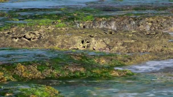 Oceaniska vatten tvättar brun sten med grön tång — Stockvideo