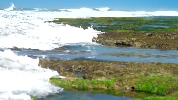 Énormes vagues océaniques moussantes lavent les algues vertes et les récifs coralliens — Video