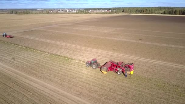 Drone voa ao redor combinar de pé no campo de batata — Vídeo de Stock