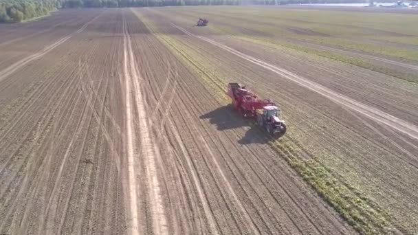 Flight over combine and strip of uncut potatoes on field — Stock Video