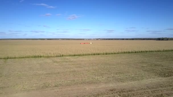Движение близко к силовому комбайну, работающему на кукурузном поле — стоковое видео