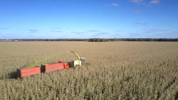 Vuelo sobre cosechadora de ensilado con remolque operando en campo — Vídeos de Stock