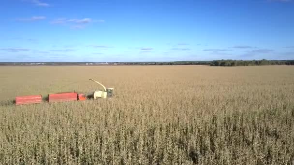 Cosechadora de maíz vista de cerca conduce en el campo seguido por camión — Vídeo de stock