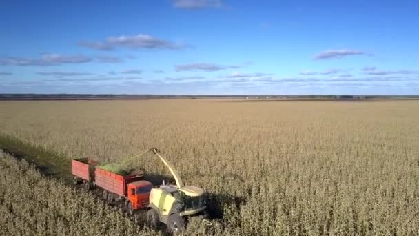 Drone vuela sobre cosechadora de maíz vierte silomasa en camión — Vídeo de stock