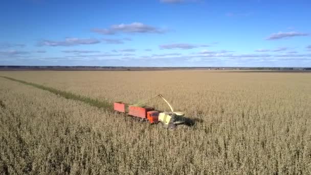 Cosechas combinadas aéreas maíz vierte silomasa en camión — Vídeo de stock