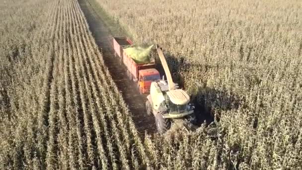 Drone cuelga sobre combinar el corte de maíz vertiendo en camión — Vídeo de stock