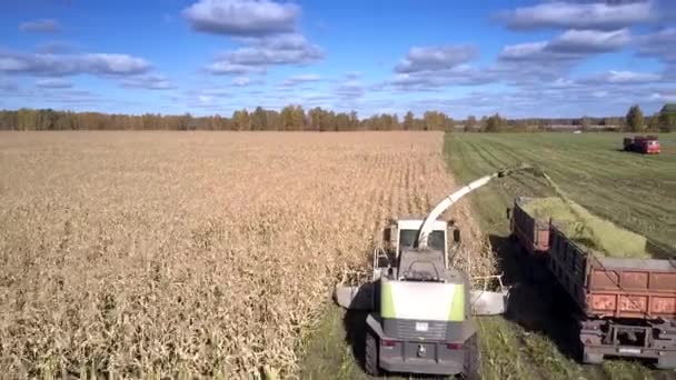 Vista aérea cortador de forraje vierte follaje de maíz en remolque — Vídeos de Stock