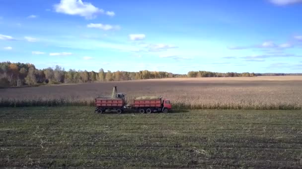 Close aerial view combine pours corn foliage into trailer — Stock Video