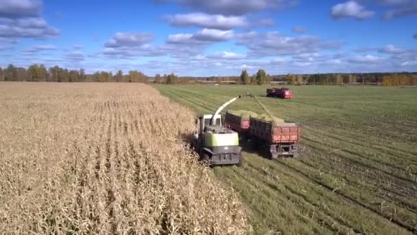 Drone hangt over combineren gieten maïs loof in trailer — Stockvideo