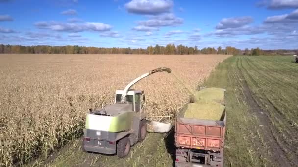 Schließen Sie die Ansicht Clipper schneidet Maisstämme und gießt in Anhänger — Stockvideo