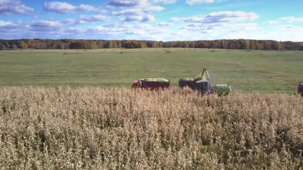 Bird eye view Harvester verzamelt maïs voor kuilvoer in veld — Stockvideo