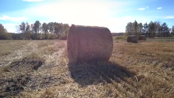 Geniş alanda büyük saman rulo etrafında yakın hareket — Stok video