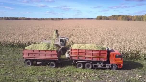 Colheitadeira vista estreita com caminhões coleta de massa de milho — Vídeo de Stock