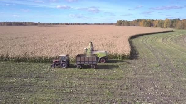 Bovenste aanzicht trekker met aanhangwagen verzamelt geoogste maïs massa — Stockvideo