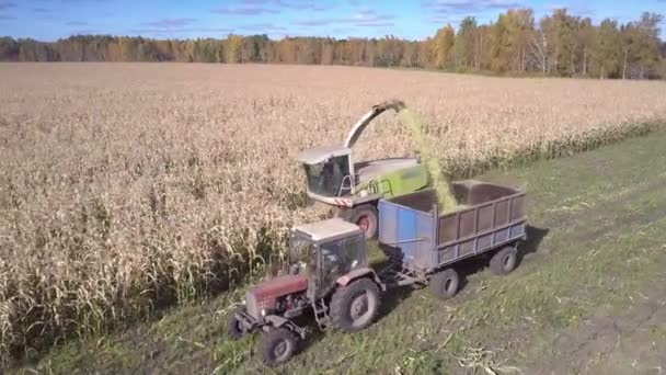 Close combine loads tractor empty trailer with corn foliage — Stock Video