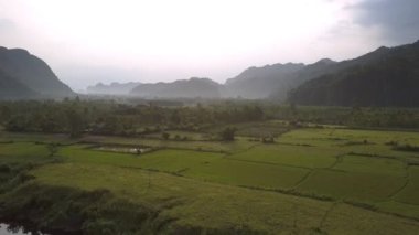 tepelere karşı yoğun orman yakınında yeşil parçalı fıstık alanı