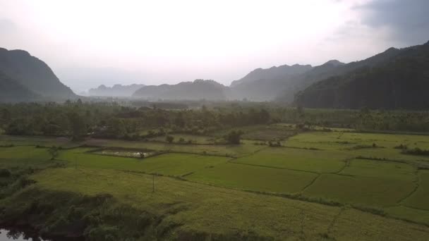 Campo di arachidi segmentato verde vicino a fitta foresta contro le colline — Video Stock