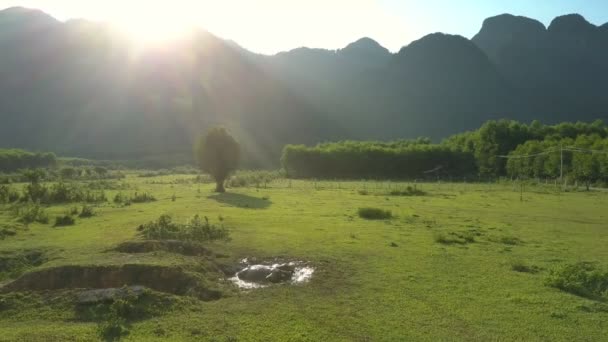 飞卡姆显示有趣的水牛在小泥泞的池塘休息 — 图库视频影像
