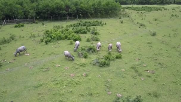 Rural landscape with grazing buffaloes on pasture upper — Stock Video