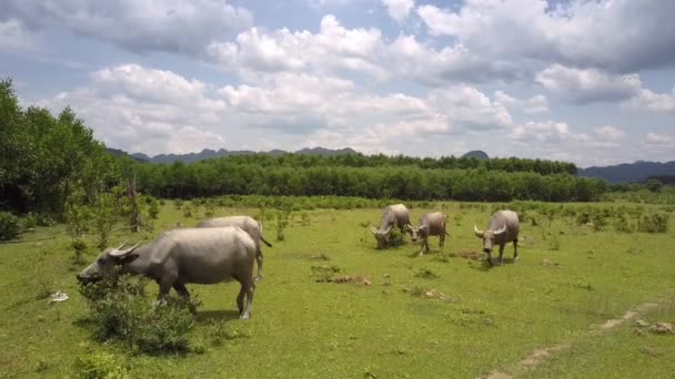 Пейзаж с пасущимися буйволами на лугу с воздуха — стоковое видео
