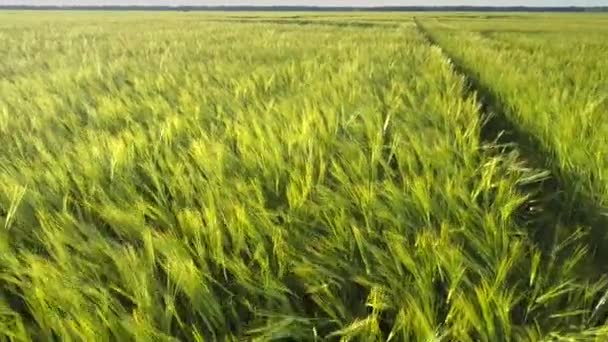 Tallos de cebada ondeados por el viento en el campo verde en el día soleado — Vídeos de Stock