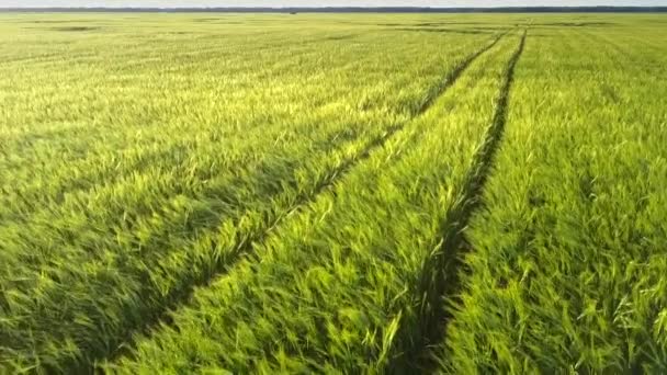 Spannende grüne Weizenfeld mit Autorädern Spuren Antenne — Stockvideo