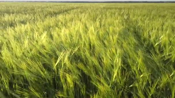 Tallos de cebada verde ondeados por el viento en un campo de trigo sin fin — Vídeos de Stock