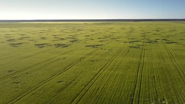Зеленое пшеничное поле против густого леса на горизонтальной антенне — стоковое видео