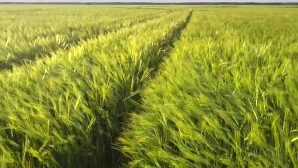 Dichtes Weizenfeld von leichtem Wind mit Radspuren durchweht — Stockvideo