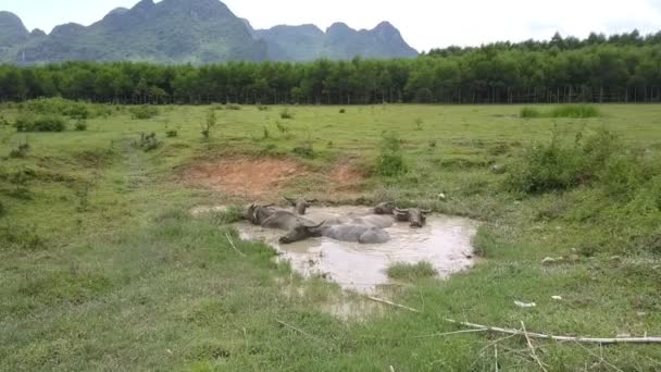 Búfalos asiáticos encontram-se em pequeno lago em pasto vista aérea — Vídeo de Stock