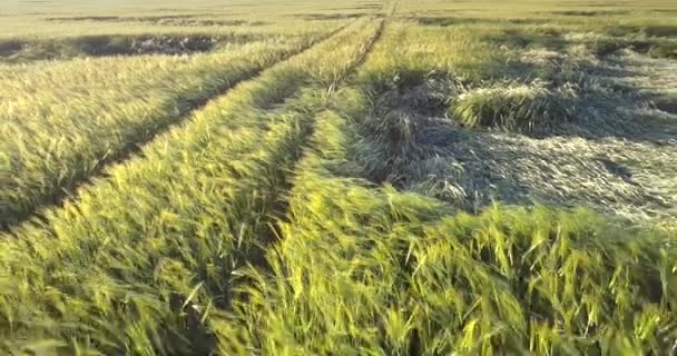 Мальовниче пшеничне поле з вигнутими стеблами наземною дорогою — стокове відео