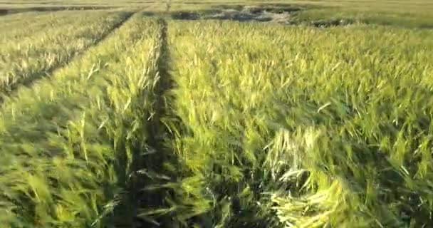 Campo de cebada verde ondeado por la luz del viento de verano vista aérea — Vídeos de Stock