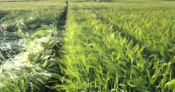 Emocionantes tallos de cebada verde denso en el día de verano soleado — Vídeos de Stock